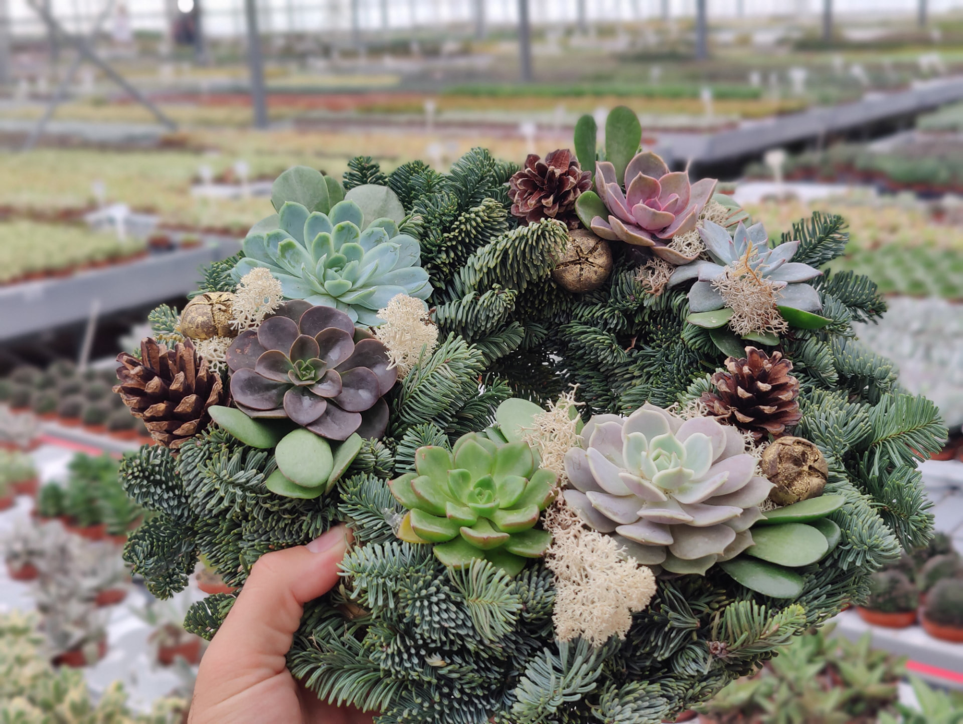 Christmas wreath made with Wincx cut succulents